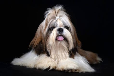 how much are the shih tzu puppies|how expensive are shih tzus.